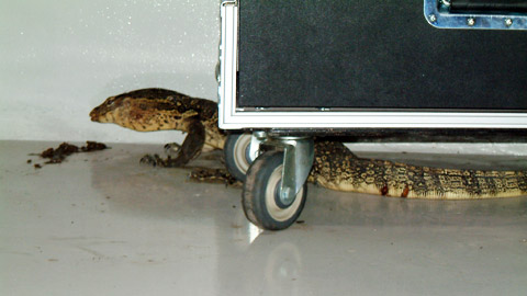 lizard-in-warehouse-01