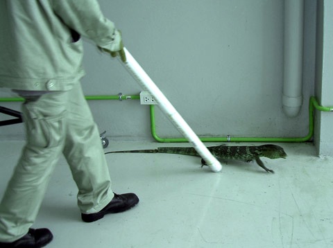 lizard-in-warehouse-02
